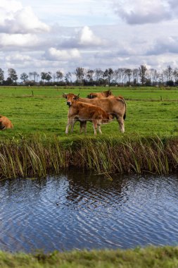 Yeşil çayır kırsal manzara üzerinde duran manzaralı inek yavrusu. Hollanda 'nın bulutlu gökyüzünün altında küçük bir kanal. Hollanda kırsalının açık arazisi sakin atmosfer geleneksel tarım kırsal yaşamı.