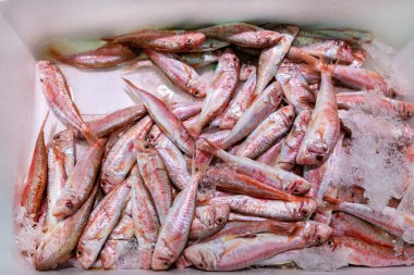 Taze kırmızı kefal, buz pembe çizgili cesetlerle dolu beyaz bir kap. Dondurulmuş ekranda gümüş pullar. Piyasadaki deniz piyadeleri taze ve doğal mutfak malzemelerini ön plana çıkarıyor.