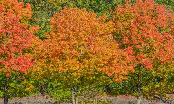 Autumn Tree Leaf Colors Renton King County Washington — Stock Photo, Image