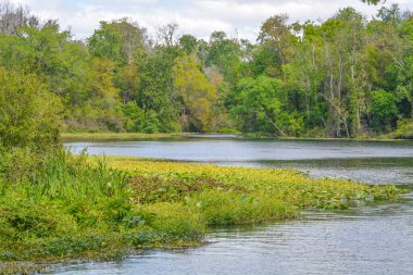 Güzel Wekiwa Nehri Opapka, Seminole County, Florida 'daki Wekiwa Springs Eyalet Parkı' nda yavaşça ilerliyor.