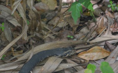Seminole County, Florida 'daki Wekiwa Springs Eyalet Parkı' nda bir Cottonmouth çalılıkların arasında dolanıyor.