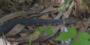 Seminole County, Florida 'daki Wekiwa Springs Eyalet Parkı' nda bir Cottonmouth çalılıkların arasında dolanıyor.