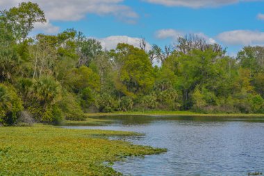 Güzel Wekiwa Nehri Opapka, Seminole County, Florida 'daki Wekiwa Springs Eyalet Parkı' nda yavaşça ilerliyor.