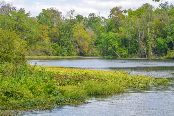 Güzel Wekiwa Nehri Opapka, Seminole County, Florida 'daki Wekiwa Springs Eyalet Parkı' nda yavaşça ilerliyor.