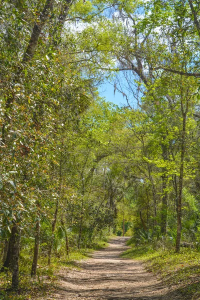 Apopka, Seminole County, Florida 'daki Wekiwa Springs Eyalet Parkı' nda rahatlatıcı, huzurlu bir yürüyüş yolu.