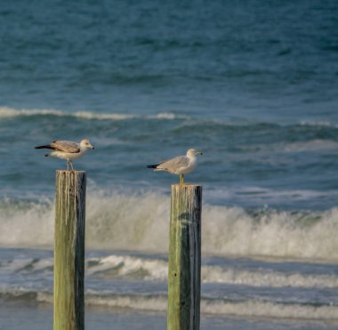 Seagulls relaxing on a pole at New Smyrna Beach on the Atlantic Ocean, Volusia County, Florida clipart
