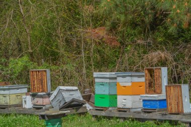 Mississippi 'deki Bal Arısı Kolonileri geyik ve derin dondurucu tarafından yok edildi..
