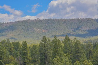 Arizona Apaçi Bölgesi 'ndeki Ak Dağlar' ın yüksek irtifasındaki Ponderosa Çam Ağaçlarının güzel manzarası.