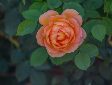 Santa Clara Nehri Vadisi, Fillmore, California 'da Güzel Şeftali Gülü