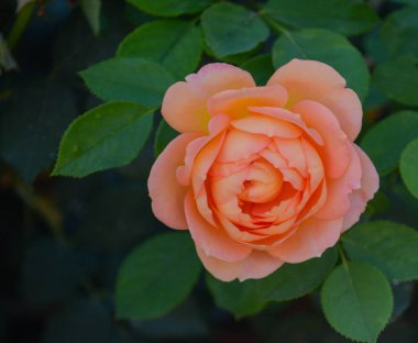 Santa Clara Nehri Vadisi, Fillmore, California 'da Güzel Şeftali Gülü