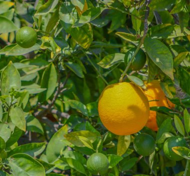 Santa Clara Nehir Vadisi, Fillmore, Ventura County, California 'dan portakal toplamaya hazırız.