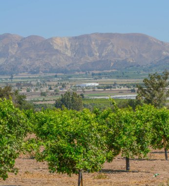 Santa Clara Nehri Vadisi 'ndeki Limon Ağacı Bahçeleri, Fillmore, Ventura County, California
