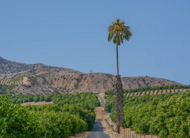 Santa Clara Nehri Vadisi 'ndeki Limon Ağacı Bahçeleri, Fillmore, Ventura County, California