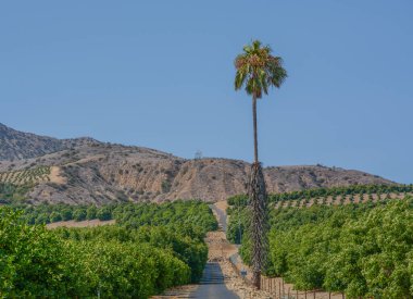 Lemon Tree Orchards in the Santa Clara River Valley, Fillmore, Ventura County, California clipart