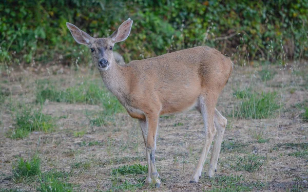 Black Tailed Deer Wandering Cambria California — Stock Photo, Image