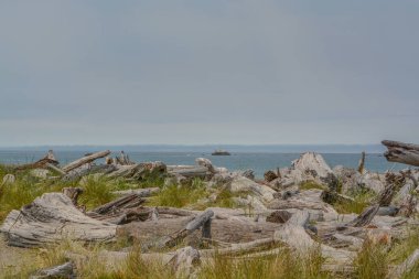 Driftwood on the Pacific Ocean beach of Crissey Field State Park. In the Pacific Coast town of Brookings, Oregon clipart