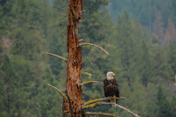 Águila Calva Observando Los Peces Lago Salvaje Abajo Situado Condado —  Fotos de Stock
