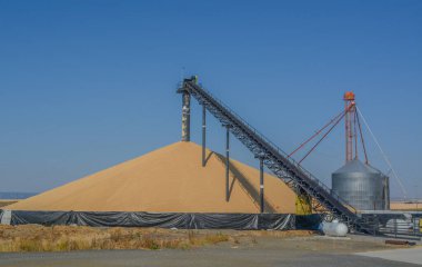 Idaho, Fenn 'de büyük miktarda buğday istiflemek için kullanılan taşıma bandı.