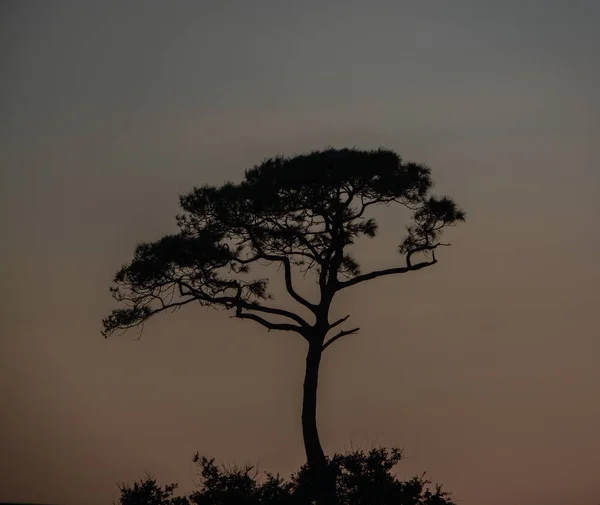 Die Silhouette Von Bäumen Bei Sonnenuntergang Auf Dauphin Island Mobile — Stockfoto