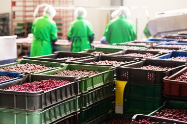 Böğürtlen toplama fabrikasında kiraz kutuları..