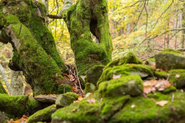 Ölü Ağaçlar Sonbahar Orman içinde taşlar bir tepe üzerinde yosun kaplı