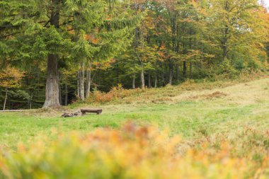 A large meadow with trees on both sides. Bench made of logs near a campfire. Autumn landscape.