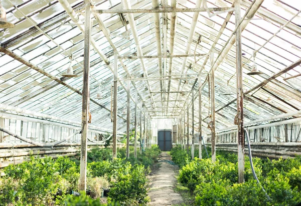 Culture Différentes Plantes Dans Ancienne Serre — Photo