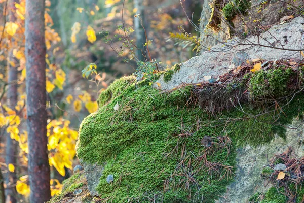 Skála Pokrytá Mechem Podzimním Lese Stínem Stromů — Stock fotografie