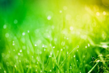 Parlak yeşil çimenlerin üzerine çiy damlalarının arka planı
