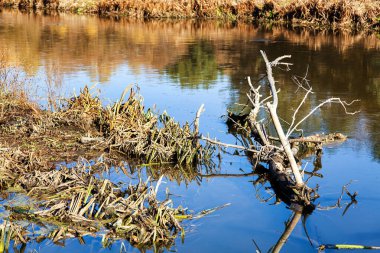 The trunk of a dead tree lies in the water of a swamped river