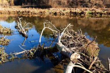 The trunk of a dead tree lies in the water of a swamped river