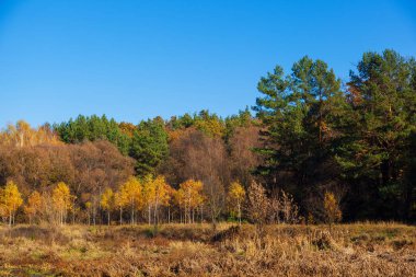 colorful autumn trees in park on a sunny day