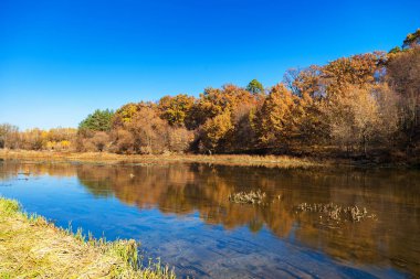 Autumn landscape. Trees along a calm river with reflection in the water.