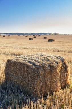 Hasat sonrası sahada dağınık saman balya