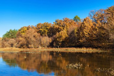 Autumn landscape. Trees along a calm river with reflection in the water.