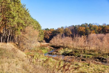 Small river dries up, overgrown with bushes and reeds