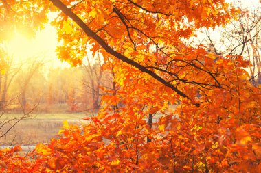 Güneş sonbahar ormanındaki ağaçların dallarında parlıyor.