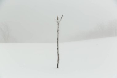 Seedling covered with ice and snow in foggy weather in winter.
