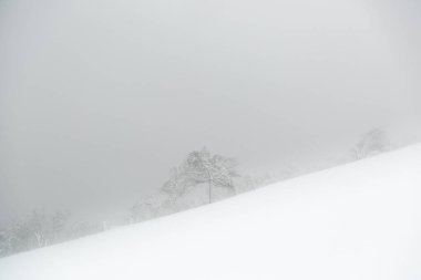 Kış mevsiminde karla kaplı ve buzlu ağaçla kaplı bir manzara sisli havada bir dağ yamacında.