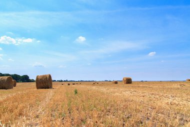 Sonbaharda mavi bulutlu gökyüzünün altındaki bir tarlada toplanmayı bekleyen saman balyaları..