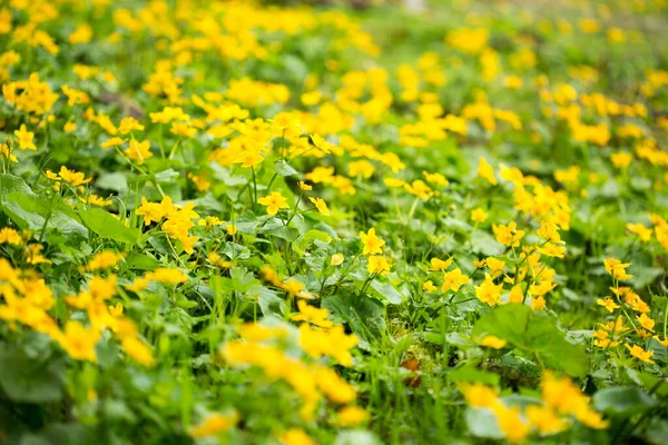 Flowers Mountain Meadow Rain Close Background Mountains — Stock Photo, Image