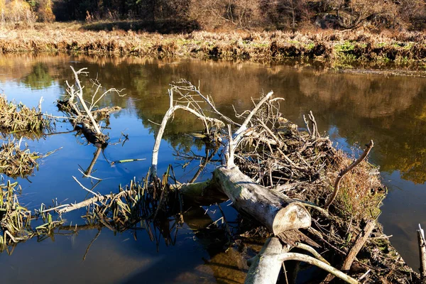 The trunk of a dead tree lies in the water of a swamped river