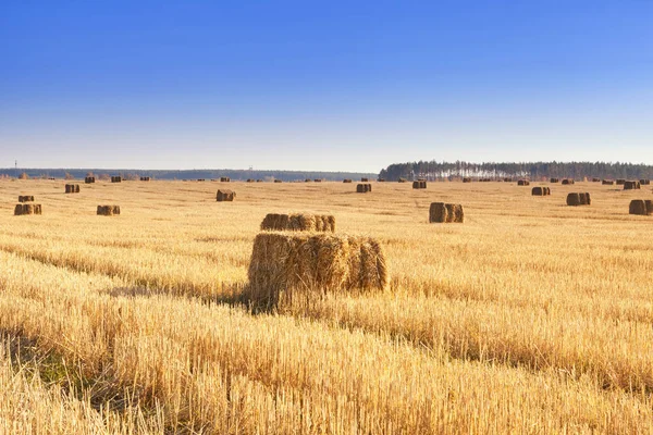 Bales Hay Scattered Field Harvesting — Stock Photo, Image