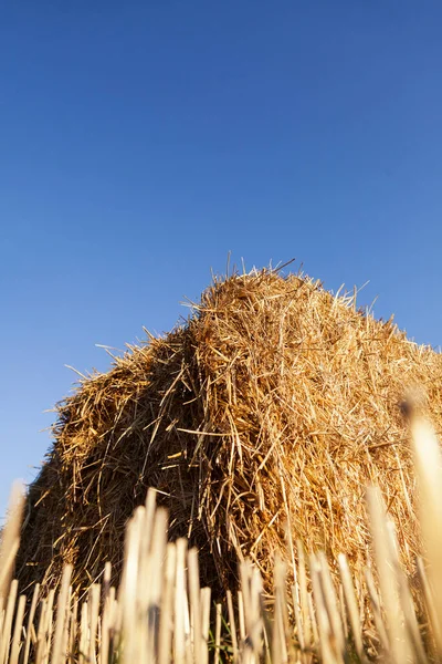 Haystack Blue Sky Background Vertical — Stok Foto