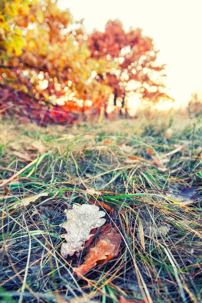 Fallen Colorful Maple Leaves Lying Grass Park — Stock Photo, Image