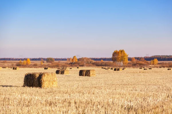 Bales Hay Scattered Field Harvesting — Stock Photo, Image