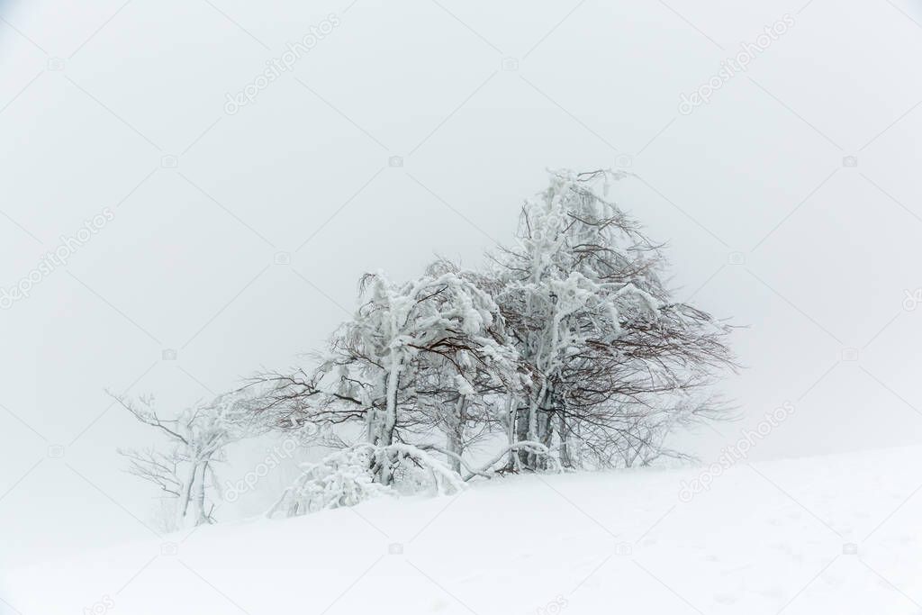 Landscape with a snow-covered and icy tree in winter on a mountain slope in foggy weather.