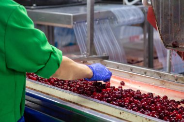 Taşıyıcıda taze kirazların elle sıralanması. Üniformalı ve eldivenli işçi elleri..