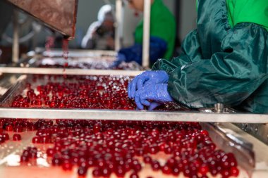 Taşıyıcıda taze kirazların elle sıralanması. Üniformalı ve eldivenli işçi elleri..
