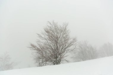 Kış mevsiminde karla kaplı ve buzlu ağaçla kaplı bir manzara sisli havada bir dağ yamacında.